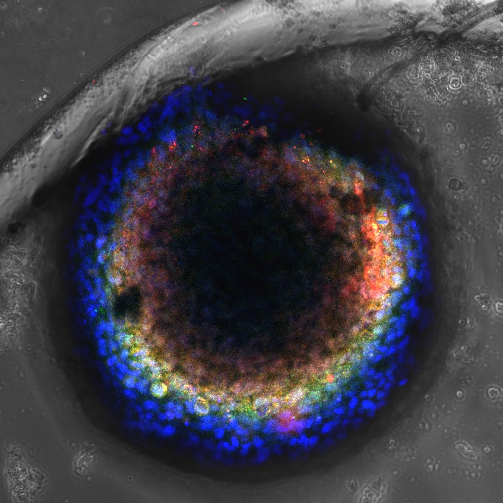 Imagen microscópica fluorescente del hígado humano en un chip que replica la compleja organización de sus células.